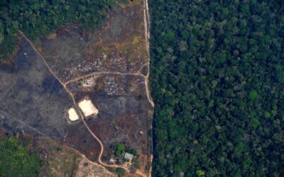 UK supermarkets have threatened to boycott Brazil over deforestation – that shows how crucial the Amazon could be to avoid future pandemics