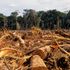 Large UK businesses to be ‘banned from using products grown on deforested land’