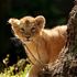 Barclays roars to London Zoo’s rescue with £20m loan