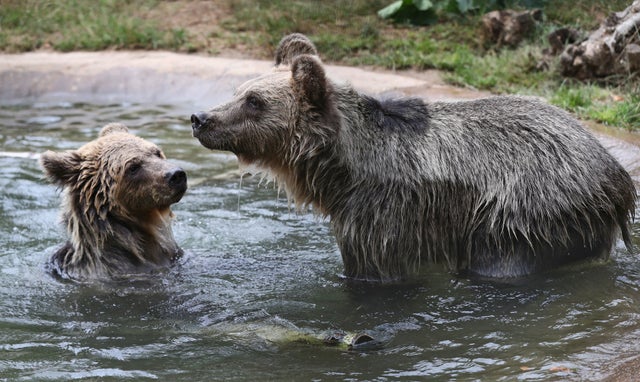 Two rescued brown bear cubs, Mish (left) and Lucy, cool off in a pool after arriving at their new home with the wildlife conservation charity Wildwood Trust in Herne Bay, Kent. The orphaned pair, who have been living in a temporary home in Belgium since they were found abandoned and alone in a snowdrift in the Albanian mountains, will be acclimatised to their new life in the country before moving to a permanent home