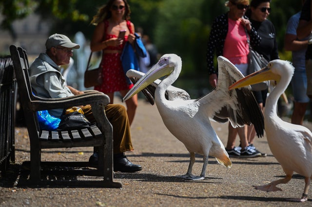 Pelicans interact with a visitor in St James's Park in London