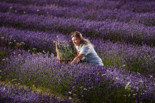 Harri Teale gathers lavender during the annual harvest on the Wolds Way Lavender farm near Malton in North Yorkshire