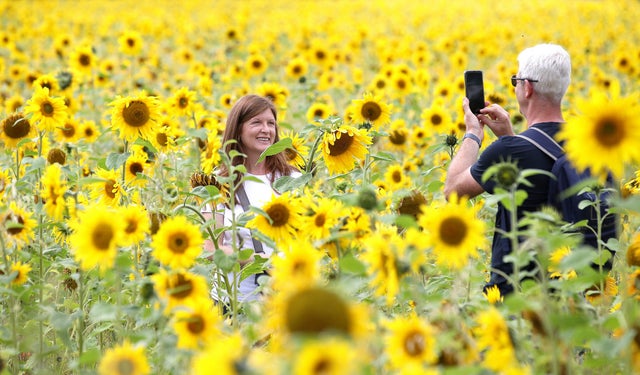 Alison Murphy poses for a picture by husband Peter as she walks through a field of sunflowers in Altrincham, Cheshire