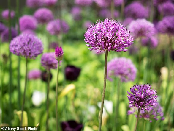 Floral favourite: Alliums