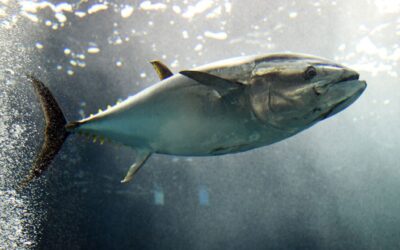 Tesco and Princes reduce catch of yellowfin tuna after warning Indian Ocean stocks now at ‘critical’ level